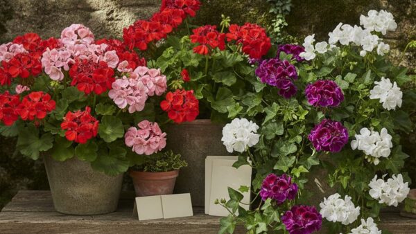 Pelargonia rabatowa i bluszczolistna - roznice i pielegnacja